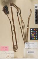 Isotype of Tacca abyssinica Baker [family TACCACEAE]