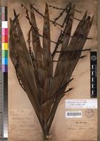 Dracaena mannii in Global Plants on JSTOR