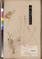 Type of Neostapfiella perrieri A.Camus [family POACEAE]