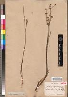Syntype of Juncus oxycarpus Kunth [family JUNCACEAE]