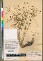 Isotype of Pycreus dewildeorum J.Raynal [family CYPERACEAE]