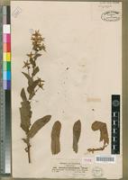 Type of Alepidea peduncularis Steud. [family APIACEAE]