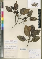 Holotype of Neonauclea foveolata Capuron [family RUBIACEAE]