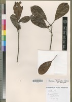 Isotype of Breonia fragifera Capuron [family RUBIACEAE]