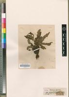 Type of Alepidea peduncularis Steud. [family APIACEAE]