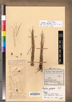Holotype of Isoetes jaegeri Pitot [family PTERIDOPHYTA]