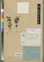 Holotype of Pellaea longipilosa Bonap. [family PTERIDOPHYTA]