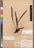 Type of Cyclophorus oblanceolatus C.Chr. [family PTERIDOPHYTA]