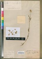 Holotype of Cyathula angustifolia Moq. [family AMARANTHACEAE]