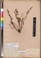 Holotype of Asplenium pyramidatum Desv. [family PTERIDOPHYTA]