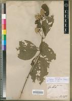 Isotype of Cyathula triuncinella Schinz. [family AMARANTHACEAE]