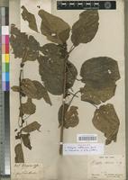 Holotype of Acalypha rottleroides Baill. [family EUPHORBIACEAE]