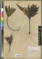 Type of Ficus cataractarum Vieill. ex Bureau [family MORACEAE]