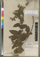 Type of Acalypha brachiata Krauss [family EUPHORBIACEAE]