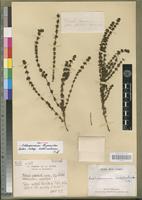Isotype of Anthospermum thymoides Baker subsp. antsirabense Puff [family RUBIACEAE]