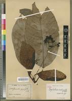 Isotype of Psychotria calceata E. Petit [family RUBIACEAE]