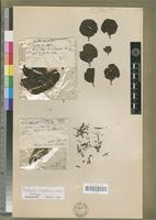 Holotype of Berhautia senegalensis S. Balle [family LORANTHACEAE]