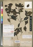 Holotype of Strychnos madagascariensis Poir. [family LOGANIACEAE]