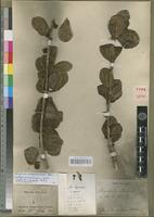 Holotype of Strychnos randiaeformis Baill. [family LOGANIACEAE]