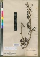 Type of Indigofera arrecta A.Rich. [family FABACEAE-PAPILIONOIDEAE]