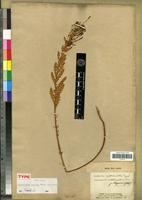 Holotype of Chenopodium dunosum Simon [family CHENOPODIACEAE]