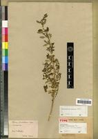 Lectotype of Blitum glandulosum Moq. [family CHENOPODIACEAE]