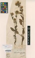 Isotype of Symphytum brachycalyx Boiss. [family BORAGINACEAE]