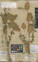 Isolectotype of Astragalus alopecuroides L. f. elongatus Pamp. [family FABACEAE-PAPILIONOIDEAE]