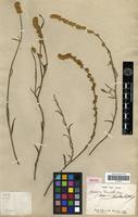 Isotype of Chamissoa blanchetii Moq. [family AMARANTHACEAE]