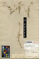 Isotype of Gomphrena helichrysoides Moq. [family AMARANTHACEAE]