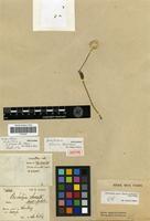 Isotype of Alternanthera gracilis (Mart. & Gal.) Uline & Bray [family AMARANTHACEAE]