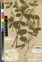 Isotype of Achyranthes halimifolia Lam. [family AMARANTHACEAE]
