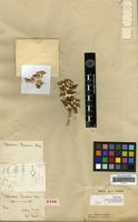 Type of Telanthera peruviana Moq. [family AMARANTHACEAE]