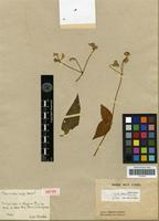 Isotype of Brandesia rufa Mart. [family AMARANTHACEAE]