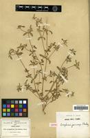 Isotype of Gomphrena parviceps Standley [family AMARANTHACEAE]