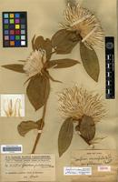 Isotype of Gomphrena macrocephala A.St.-Hil. var. pulcherrima Chodat [family AMARANTHACEAE]