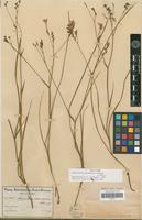 Isotype of Lapeirousia masukuensis Vaupel & Schltr. [family IRIDACEAE]