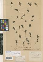 Holotype of Trichomanes japonicum Franch. & Sav. var. abbreviatum Christ [family PTERIDOPHYTA]