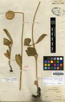 Isotype of Gomphrena sellowiana Mart. [family AMARANTHACEAE]