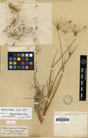 Isolectotype of Hordeum lechleri (Steud.) Schenck. [family POACEAE]