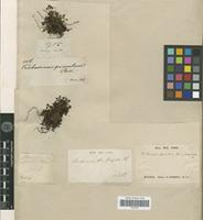 Isotype of Trichomanes saxifragoides C.Presl [family PTERIDOPHYTA]