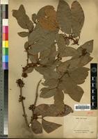 Isotype of Cynometra neo-caledonica Guillaumin [family FABACEAE-CAESALPINIOIDEAE]