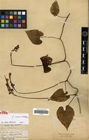 Holotype of Ipomoea hastigera Kunth [family CONVOLVULACEAE]