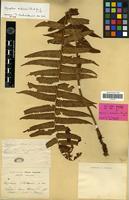 Holotype of Aspidium dickinsii Franch. & Sav. [family PTERIDOPHYTA]