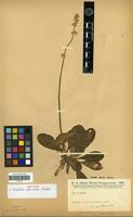 Isotype of Froelichia chacoensis Chodat [family AMARANTHACEAE]