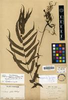 Type of Aspidium jaculosum Christ [family PTERIDOPHYTA]
