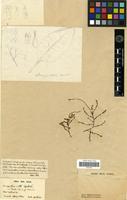 Type of Charpentiera ovata Gaudich. [family AMARANTHACEAE]