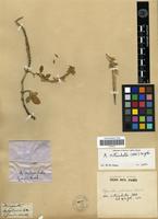 Isotype of Achyranthes splendens Mart. ex Moq. [family AMARANTHACEAE]