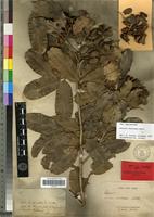 Isolectotype of Arytera chartacea Radlk. [family SAPINDACEAE]
