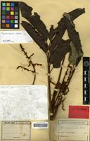 Syntype of Cupaniopsis azantha Radlk. [family SAPINDACEAE]